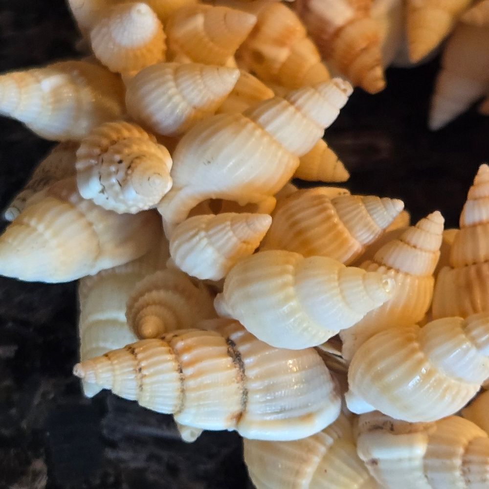 Sea Shell Napkin Rings x 3 - Picture 6 of 6